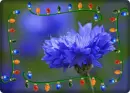 blue flower