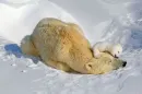 polar bears mother and baby