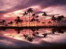 Palm Trees