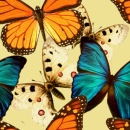 Butterflies