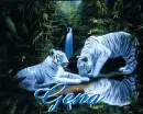 gena