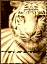 White Tiger