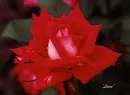 Kwiaty love red