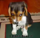 Guilty puppy