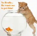 kitten and fishbowl