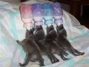 baby raccoons