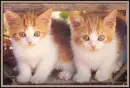 kittens