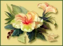 lovely flower