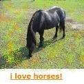 Horse in Pature