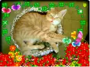 my cat i love him