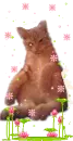 my  cat nawras