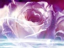 DIFFERENT KIND OF ROSE