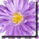 Violets