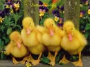 Easter Ducklings