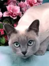 cute