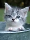 cute