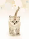 cute