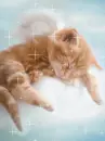 cute