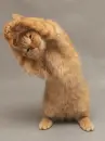 cute