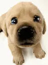 cute