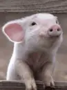 cute