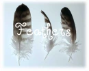 Feathers~~~~