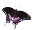 butterfly1