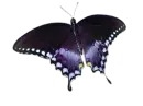 butterfly1