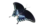 butterfly2
