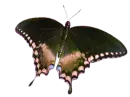 butterfly3