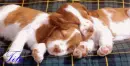 sweet dreams