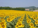 sunflowers