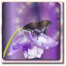 Batterfly