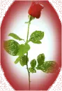 red rose