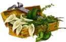 flores