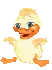 Lil Duckling