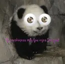 Lovie Panda