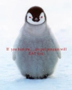 My evil pet penguin!