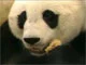 panda!