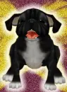 little puppy