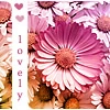 lovely