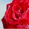 x Rose x