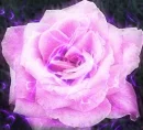 SPLASH OF PURPLE