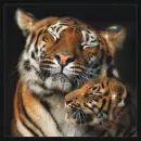 Tigers