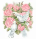 dovesandroses