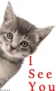 cat i see you