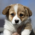 cute puppy