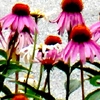 Purple Cone Flowers