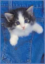 pocket kitty