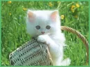 sweet kitty
